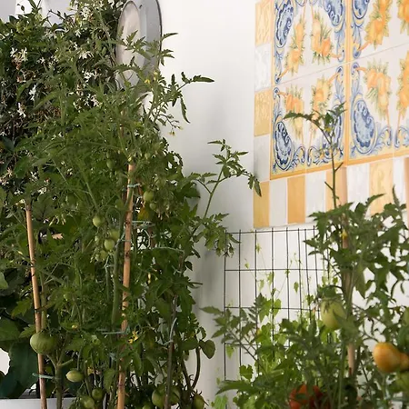 Pollio 4* Anacapri (Isola di Capri)