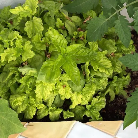 Pollio ゲストハウス 4*