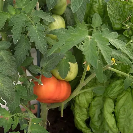 Pollio ゲストハウス 4*