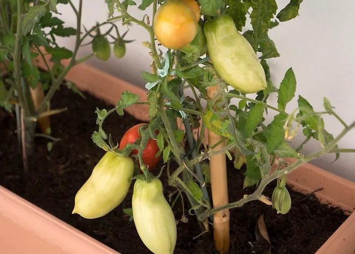 Pollio Guest house Anacapri (Isola di Capri)