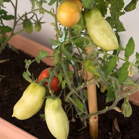 珀莱欧别墅旅馆 招待所 阿纳卡普里